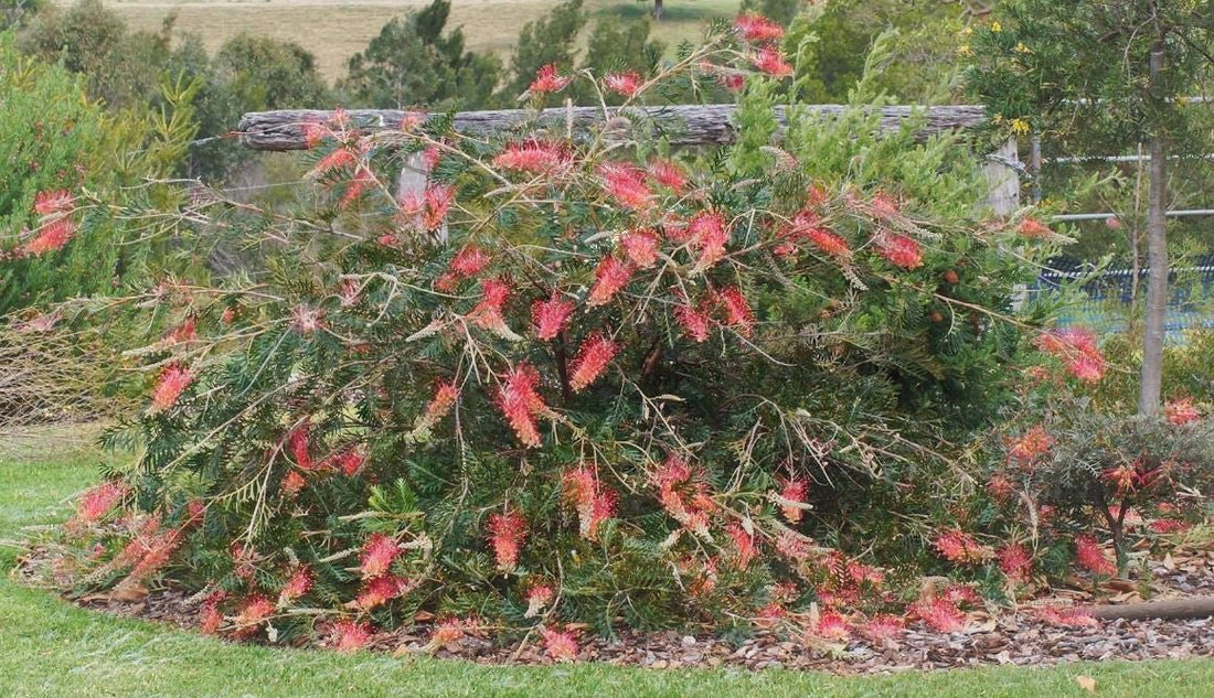 Grevillea 'Bigfoot' - Ladybird Nursery