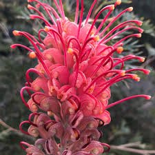 Grevillea 'Bigfoot' - Ladybird Nursery