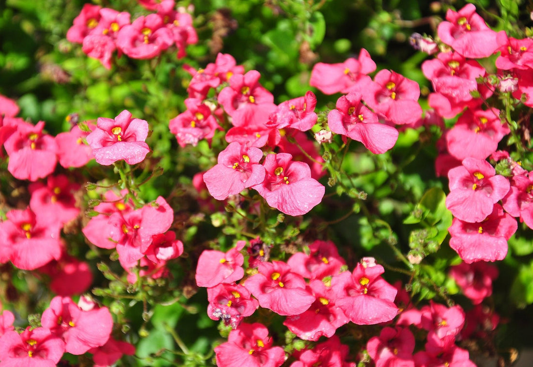 Twinspur Dreamer (Diascia Little) - Ladybird Nursery