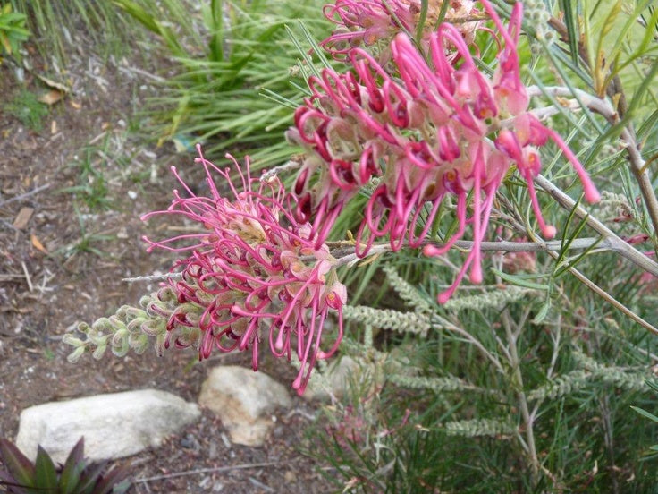 Grevillea 'Billy Bonkers'