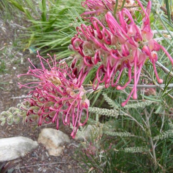 Grevillea 'Billy Bonkers' - Ladybird Nursery