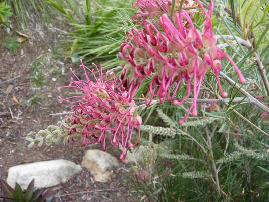 Grevillea 'Billy Bonkers'