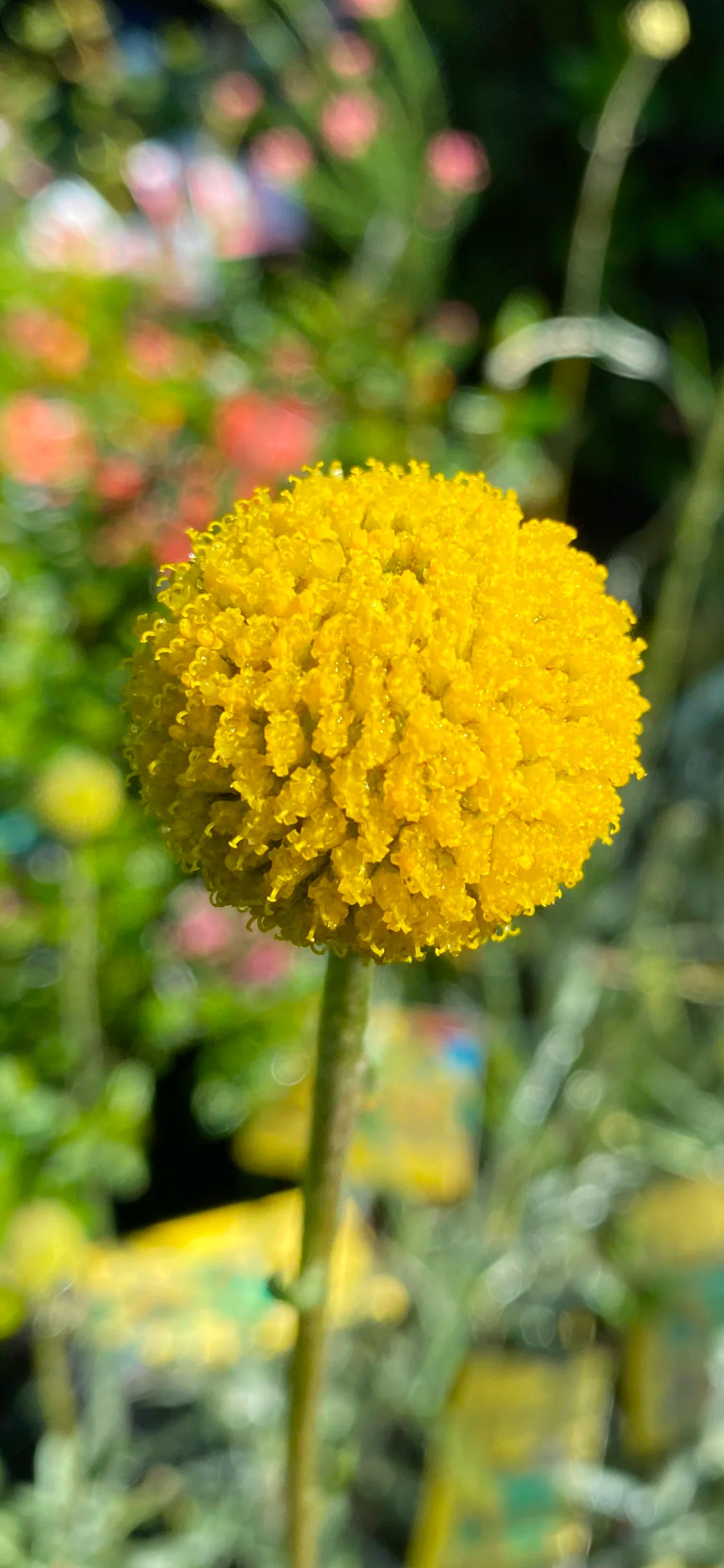 Billy Buttons (Craspedia globosa)