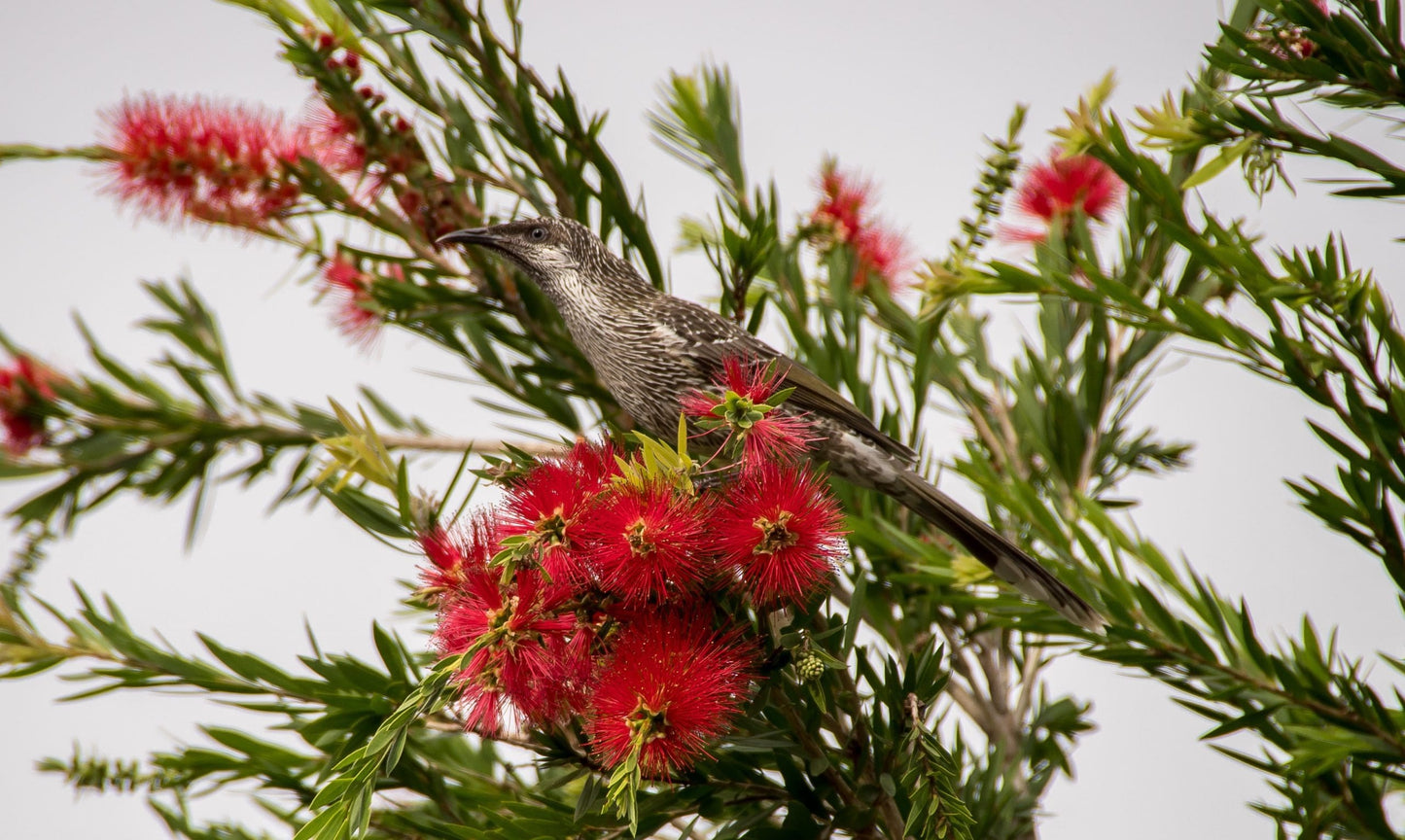 Bottlebrush (Callistemon Firebrand)