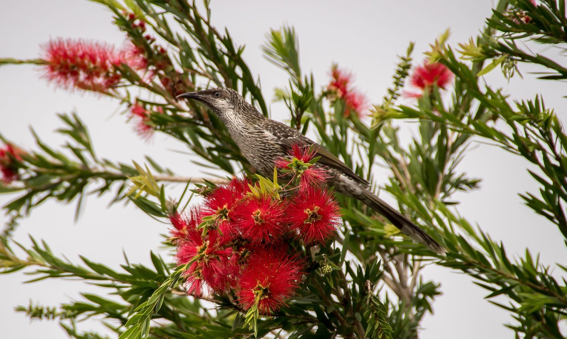 Bottlebrush (Callistemon Firebrand)