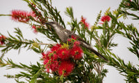 Bottlebrush (Callistemon Firebrand)