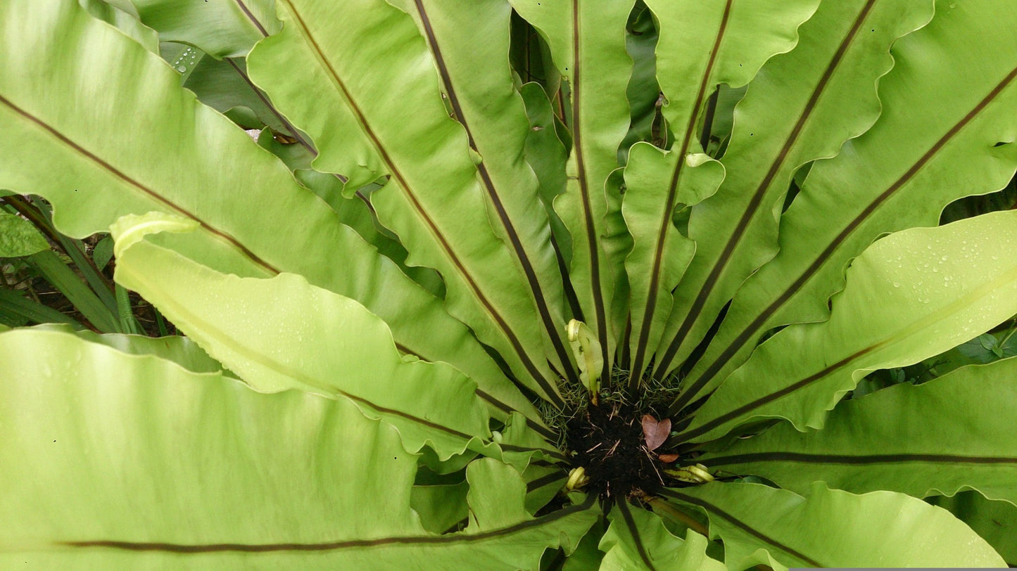 Bird's Nest Fern (Asplenium australasicum)