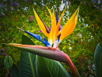 Bird of Paradise Mandelas Gold (Strelitzia reginae)