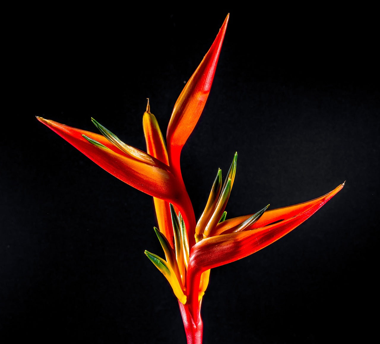Bird of Paradise (Strelitzia parvifolia)
