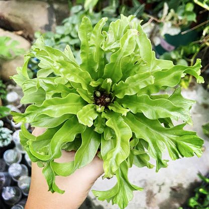 Crested Bird's Nest Fern (Asplenium nidus) - Ladybird Nursery