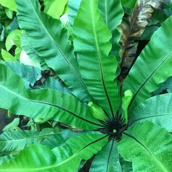 Bird's Nest Fern Birds (Asplenium nidus) - Ladybird Nursery