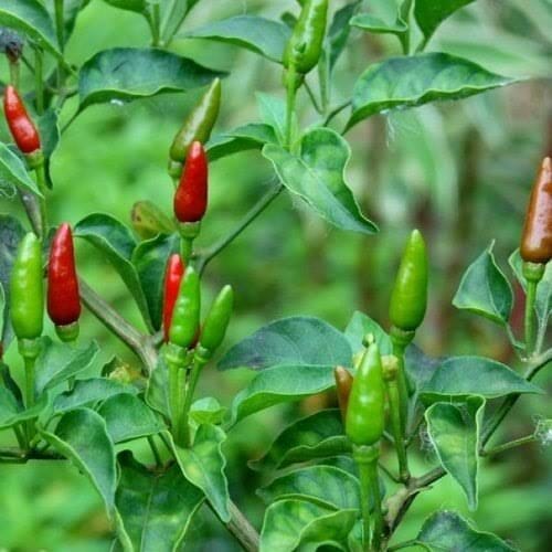 Chilli 'Birdseye' 4 Cell (PICKUP ONLY)