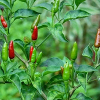 Chilli 'Birdseye' 4 Cell (PICKUP ONLY)