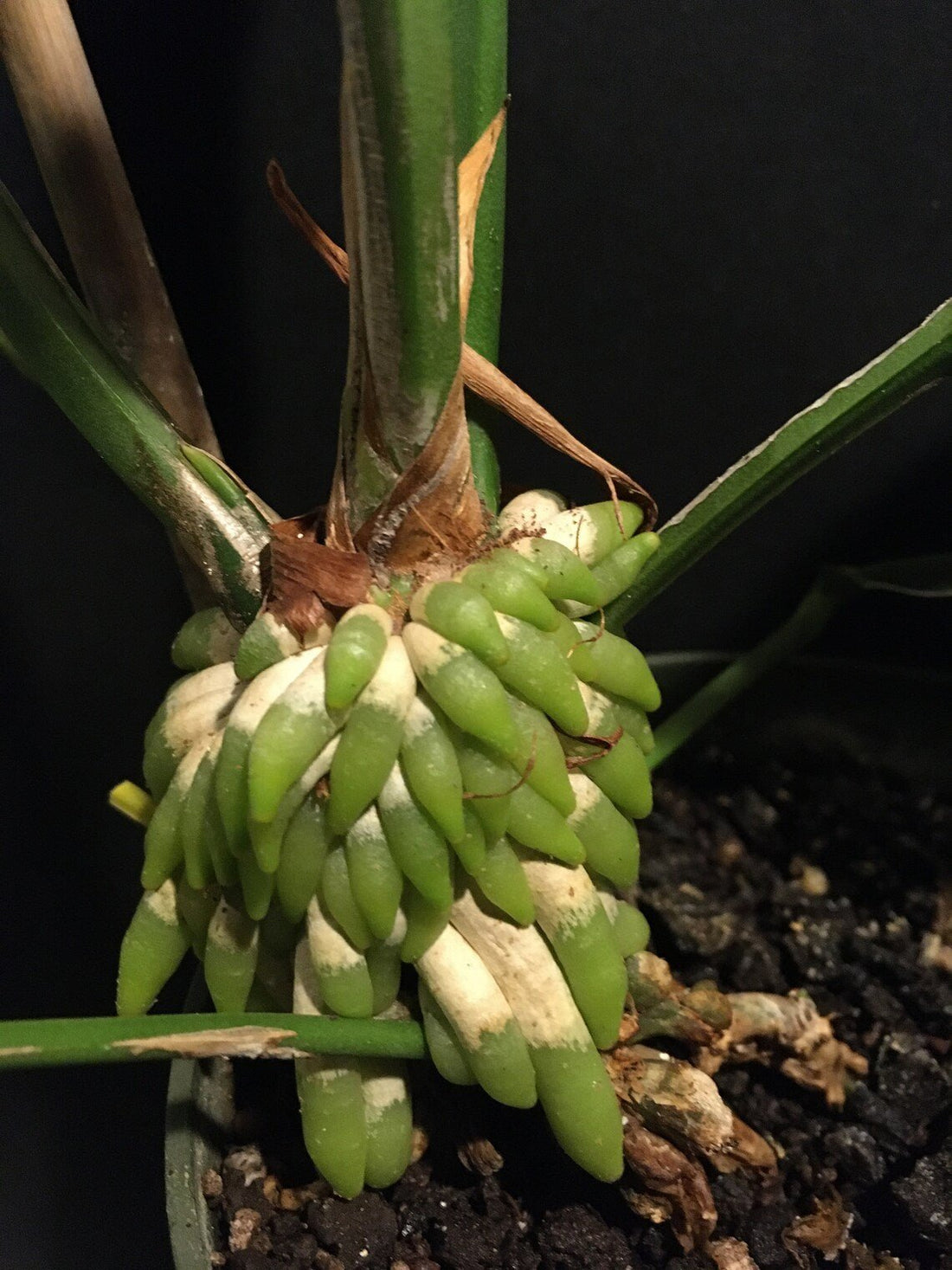 Bird's Nest Anthurium (Anthurium balaoanum) - Ladybird Nursery