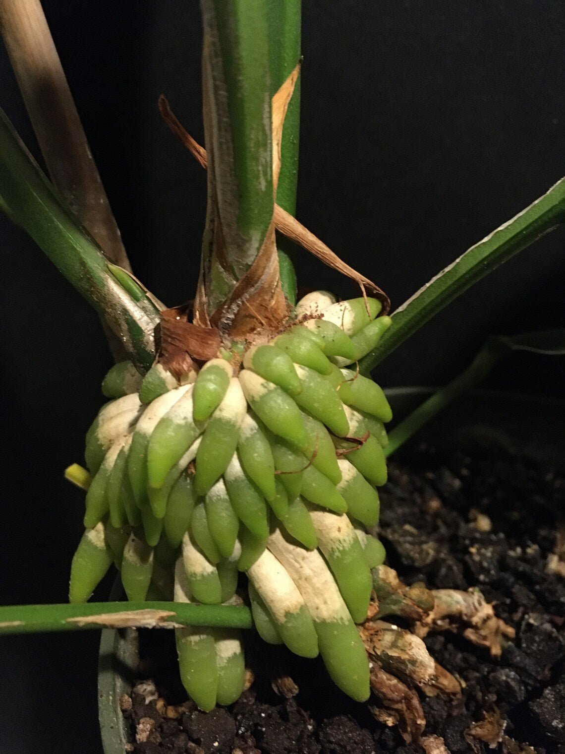 Bird's Nest Anthurium (Anthurium balaoanum) - Ladybird Nursery