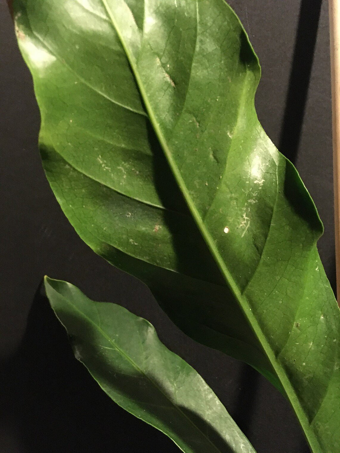 Bird's Nest Anthurium (Anthurium balaoanum) - Ladybird Nursery