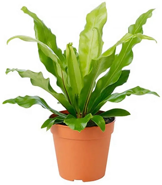 Crissie Bird's Nest Fern (Asplenium nidus)