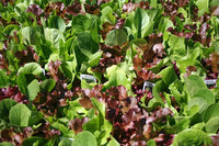 Lettuce 'Bistro Blend' (Pickup Only)