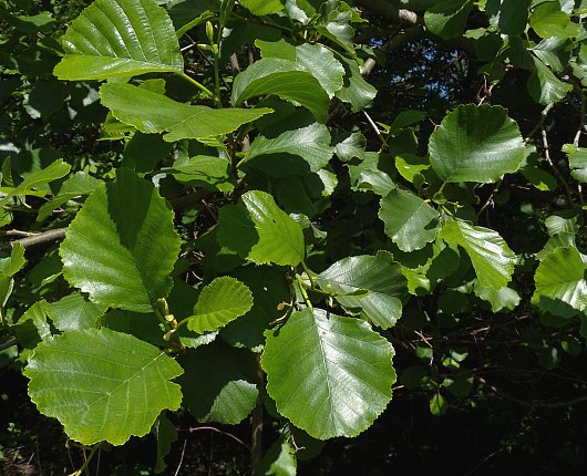 Black Alder Common (Alnus glutinosa)