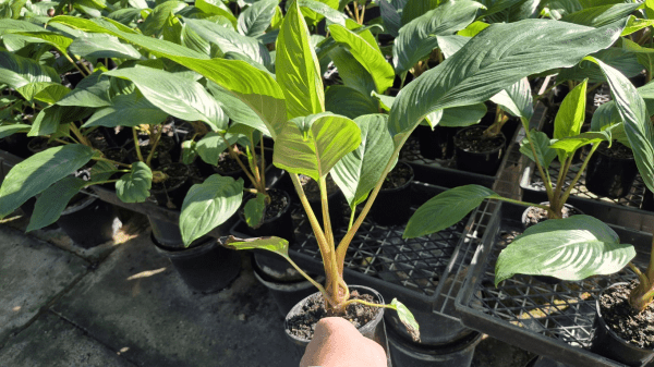 Black Bat Plant (Tacca chantrieri) - Ladybird Nursery
