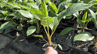 Black Bat Plant (Tacca chantrieri) - Ladybird Nursery