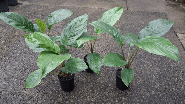 Black Bat Plant (Tacca chantrieri) - Ladybird Nursery