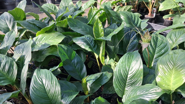 Black Bat Plant (Tacca chantrieri) - Ladybird Nursery