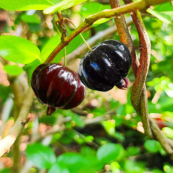 Brazil Cherry Black Beauty Grafted