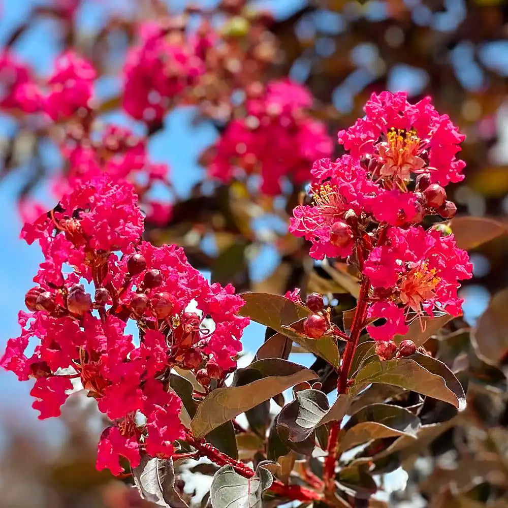Crepe Myrtle Diamonds in the Dark Mystic Magenta (Lagerstroemia)