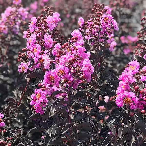 Crepe Myrtle Diamonds in the Dark Purely Purple (Lagerstroemia)