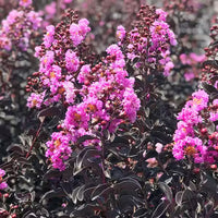 Crepe Myrtle Diamonds in the Dark Purely Purple (Lagerstroemia)