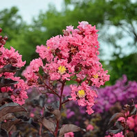 Crepe Myrtle Diamonds in the Dark Shell Pink (Lagerstroemia)