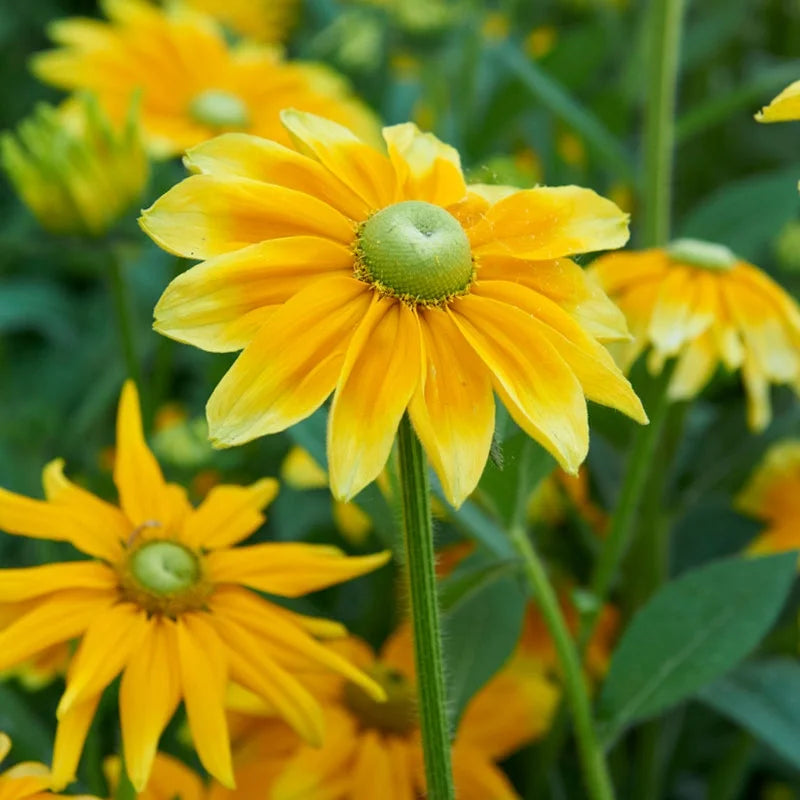 Rudbeckia Sunbeckia Black-eyed Becky Susan Mix