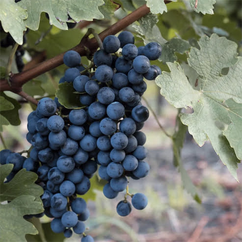 Grape 'Black Muscat' (QLD ONLY) - Medium
