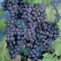 Grape 'Black Muscat' (QLD ONLY) - Medium - Ladybird Nursery