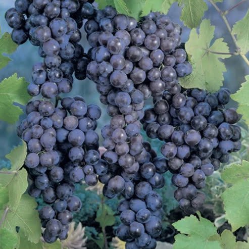 Grape Black Muscat (QLD Only) - Ladybird Nursery