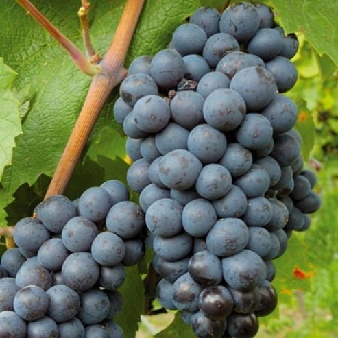 Grape 'Black Muscat' Fruit Tree – Buy Now! – Ladybird Nursery