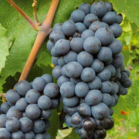 Grape 'Black Muscat' (QLD ONLY) - Medium