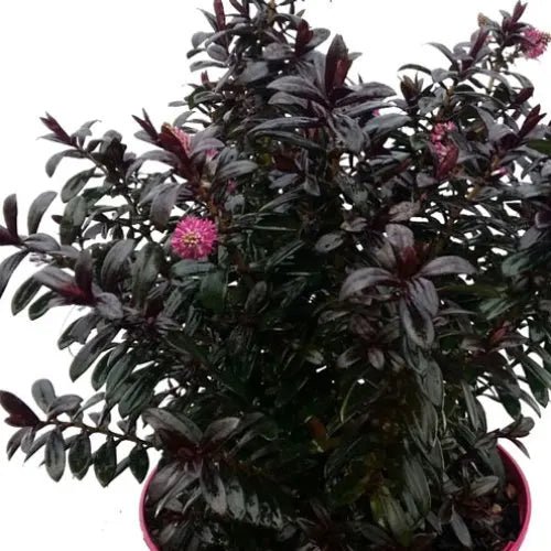 Hebe Black Satin - Ladybird Nursery