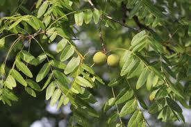 Black Walnut (Juglans nigra) - Ladybird Nursery