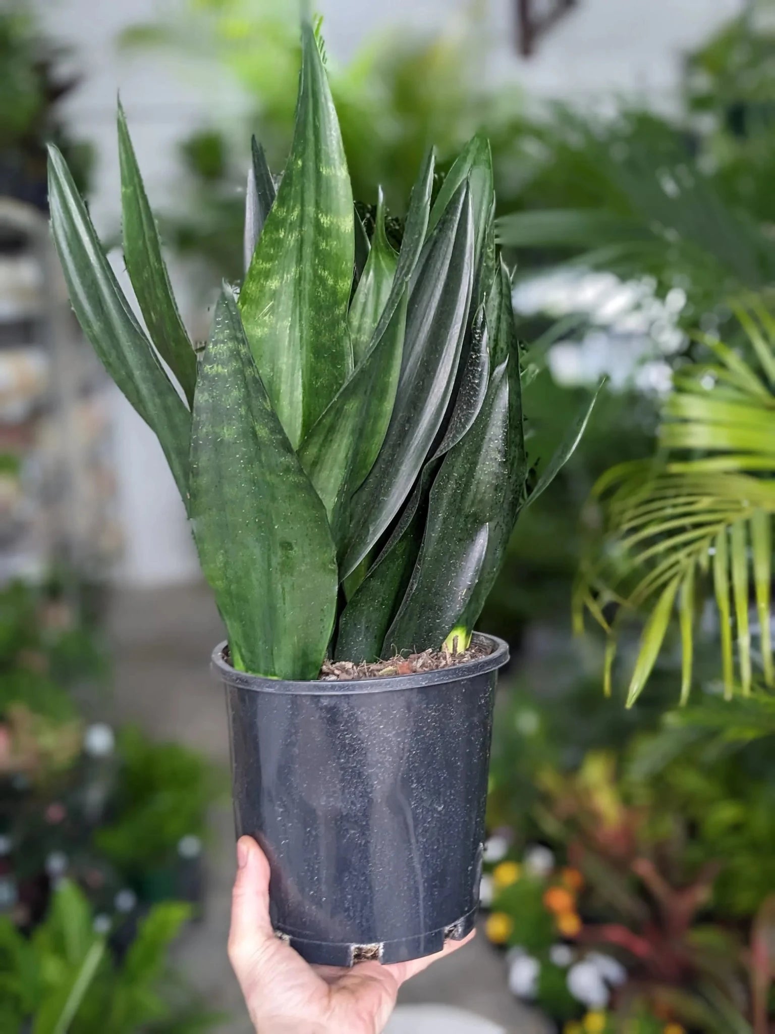 Sansevieria 'Black Diamond' - Ladybird Nursery