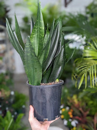 Sansevieria 'Black Diamond' - Ladybird Nursery