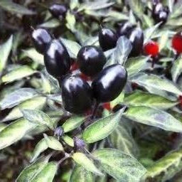 Chilli 'Black Olive'