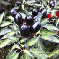Chilli 'Black Olive'