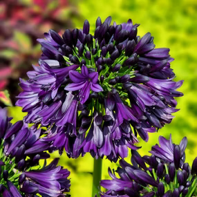 Agapanthus 'Black Jack' cluster of deep purple flowers with green buds against a blurred garden background