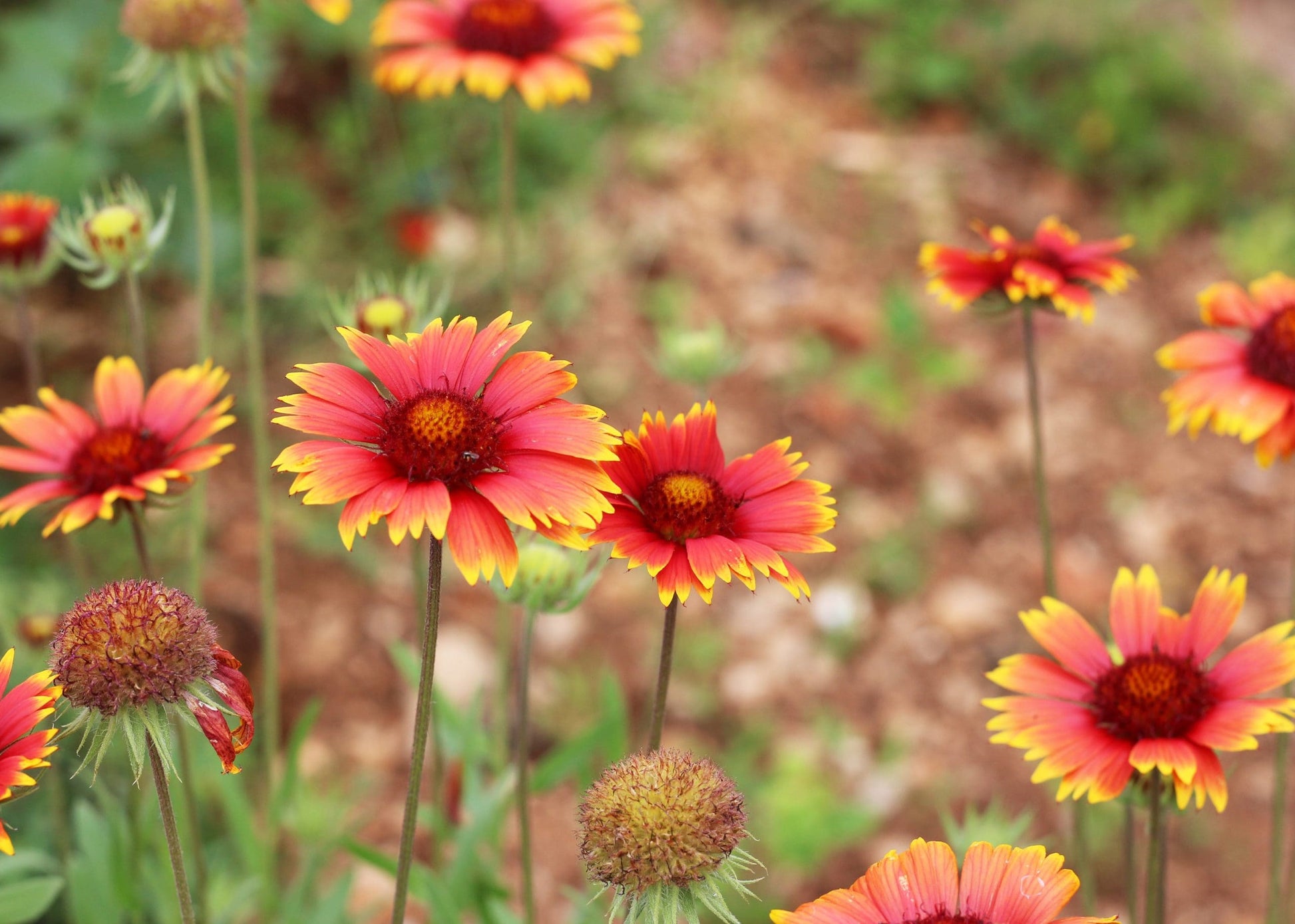 Blanket Flower (Gaillardia Goblin)