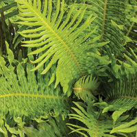 Silver Lady Fern (Blechnum gibbum)
