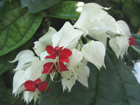 Bleeding Heart (Clerodendrum thomsoniae) - Ladybird Nursery