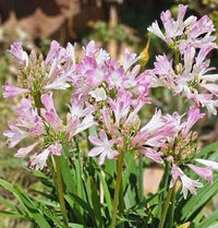 Agapanthus 'Blush Pink' - Ladybird Nursery