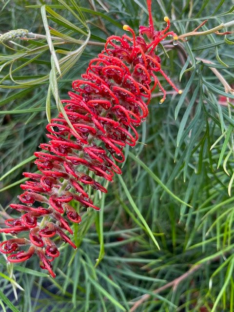 Grevillea 'Blood Orange' - Large - Ladybird Nursery